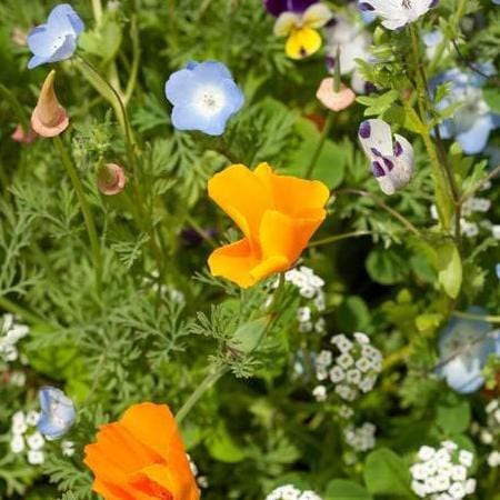 Wildflowers Lawn Alternative - West Coast Seeds - Image 4