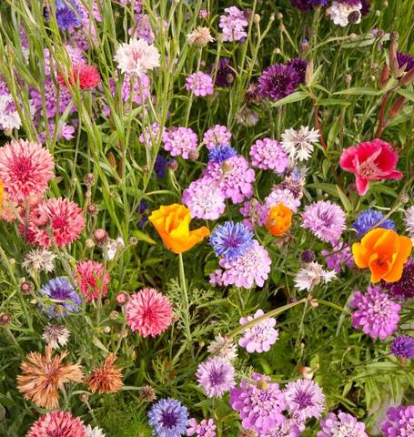 Wildflowers Butterfly Blend - West Coast Seeds - Image 3