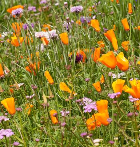 Wildflowers Butterfly Blend - West Coast Seeds - Image 4