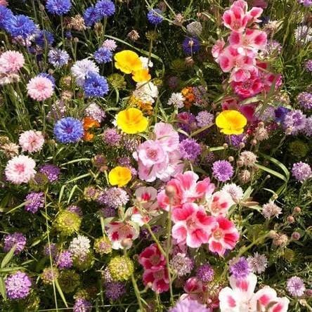 BULK Wildflowers Butterfly Blend - West Coast Seeds - Image 2