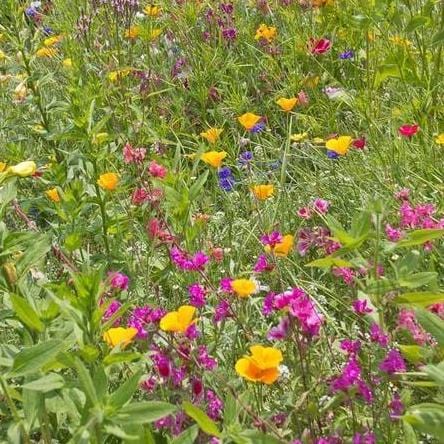 BULK Wildflowers Butterfly Blend - West Coast Seeds - Image 3