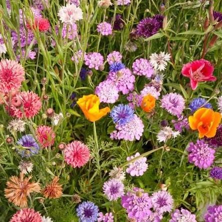 BULK Wildflowers Butterfly Blend - West Coast Seeds - Image 4