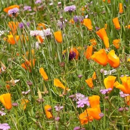 BULK Wildflowers Butterfly Blend - West Coast Seeds - Image 5