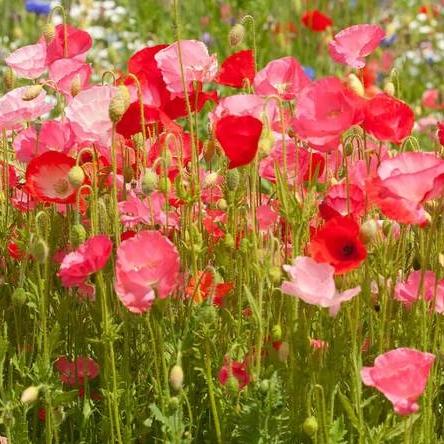 BULK Wildflowers Deer Resistant - West Coast Seeds - Image 2