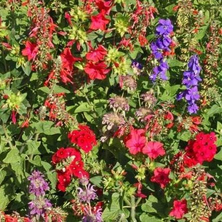 BULK Wildflowers Hummingbird Blend - West Coast Seeds - Image 2