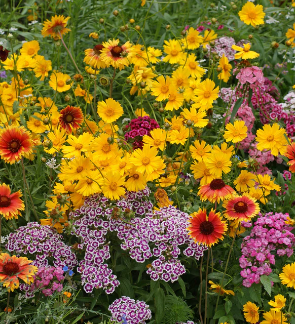 Wildflowers Knee-High Meadow Blend - West Coast Seeds - Image 3