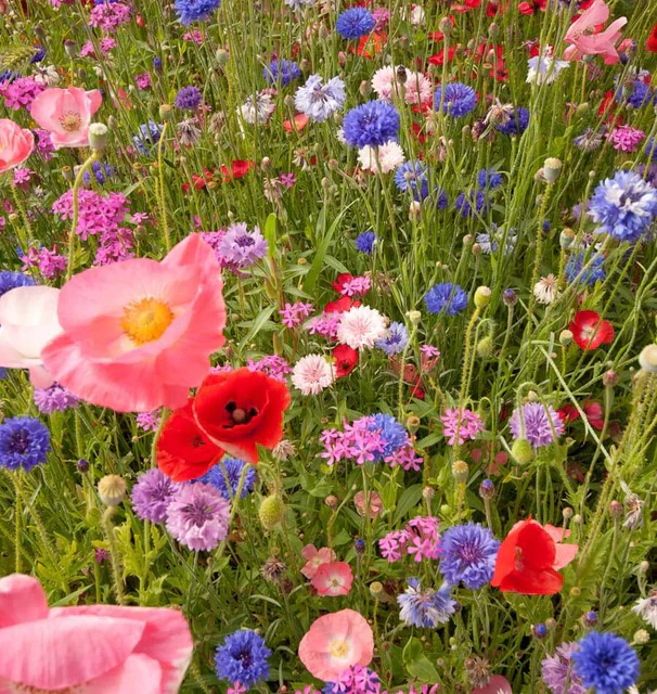 Wildflowers Knee-High Meadow Blend - West Coast Seeds - Image 4