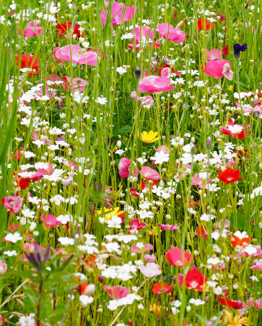 Wildflowers Pacific Northwest Blend - West Coast Seeds - Image 3