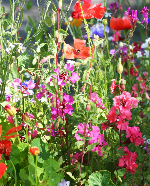 BULK Wildflowers Pacific Northwest Blend - West Coast Seeds - Image 2