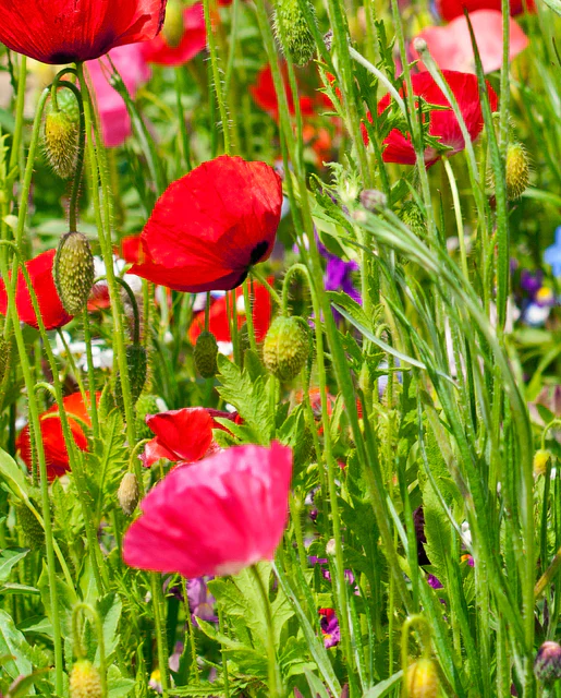 BULK Wildflowers Pacific Northwest Blend - West Coast Seeds - Image 5