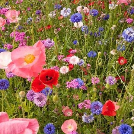 BULK Wildflowers Knee High Meadow - West Coast Seeds - Image 2