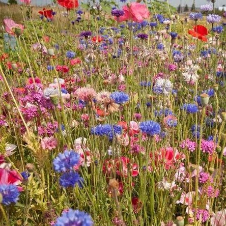 BULK Wildflowers Knee High Meadow - West Coast Seeds - Image 3