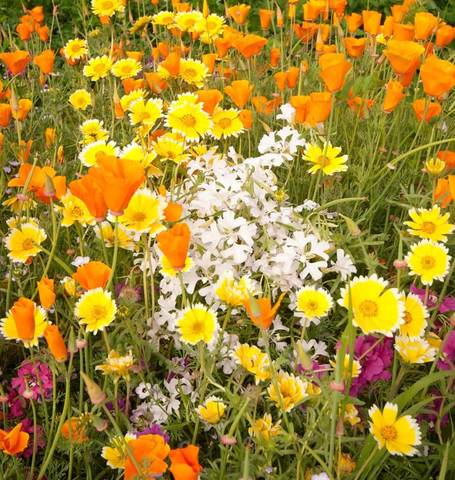 BULK Wildflowers Xeriscaping Blend - West Coast Seeds - Image 2