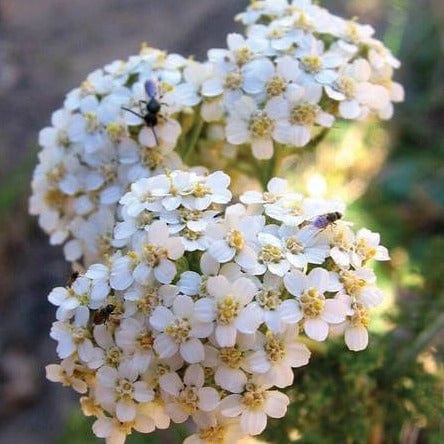 Yarrow Western  - West Coast Seeds - Image 2