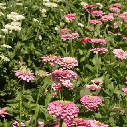 Zinnia Giant Blue Point Formula - West Coast Seeds - Image 4