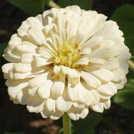 Zinnia Polar Bear - West Coast Seeds - Image 2