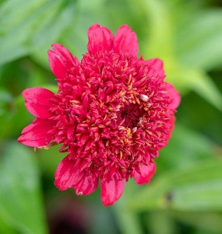 Zinnia Sanguinea Cupcake - West Coast Seeds - Image 2