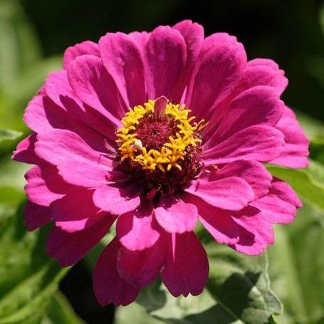 Zinnias California Giants Mix - West Coast Seeds - Image 2