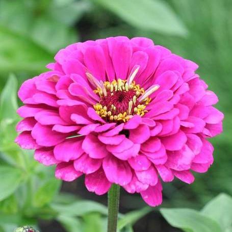 Zinnias California Giants Mix - West Coast Seeds - Image 3