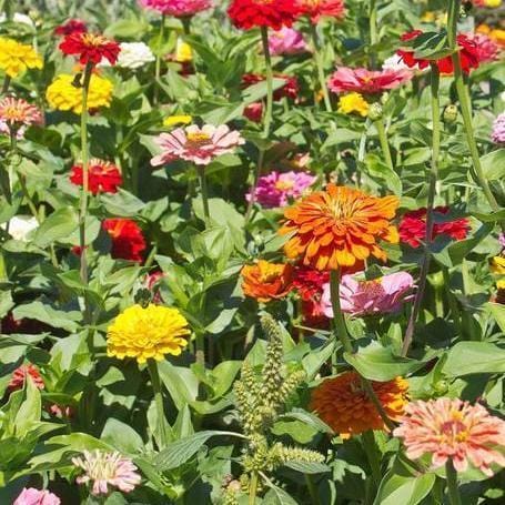 Zinnias California Giants Mix - West Coast Seeds - Image 4