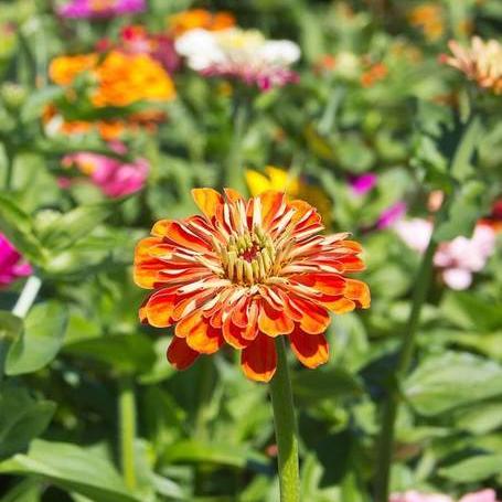 Zinnias California Giants Mix - West Coast Seeds - Image 5