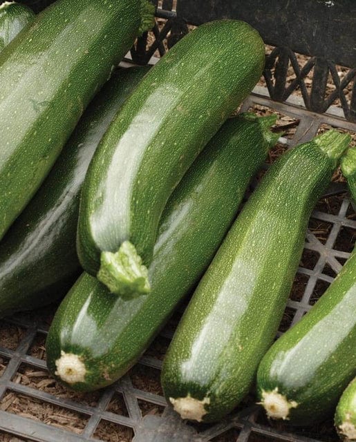 Zucchini Black Beauty - West Coast Seeds - Image 2