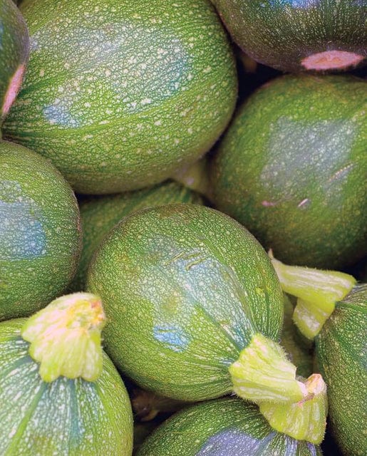 Zucchini Ronde de Nice - West Coast Seeds - Image 2