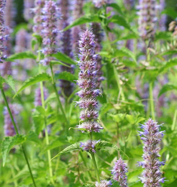 Agastache Licorice Mint - West Coast Seeds - Image 2