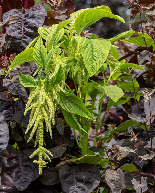 Amaranth Callaloo - West Coast Seeds - Image 2