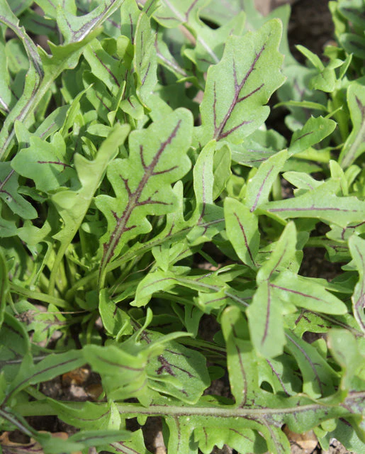 Arugula Dragon's Fire - West Coast Seeds - Image 2