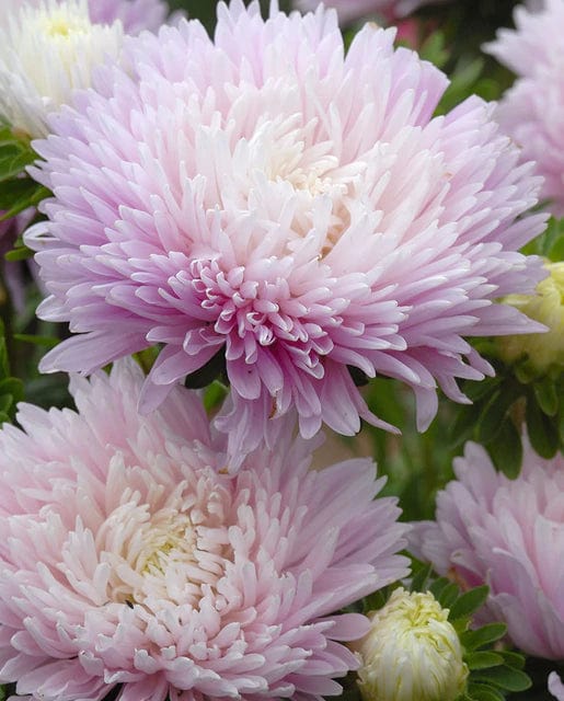 China Aster King Size Appleblossom - West Coast Seeds - Image 2