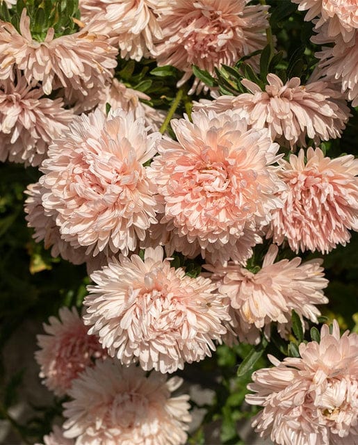 China Aster King Size Apricot - West Coast Seeds - Image 2