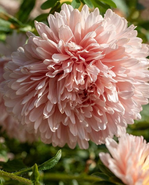 China Aster King Size Apricot - West Coast Seeds - Image 3