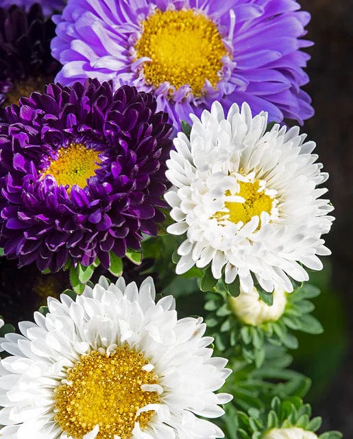 China Aster The Blues Mix - West Coast Seeds - Image 2