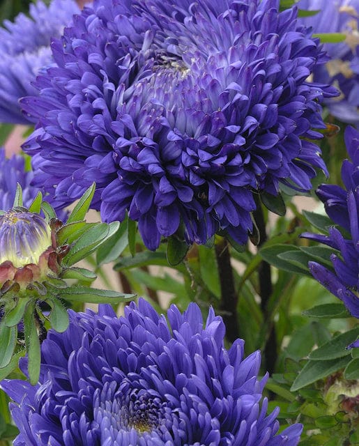 China Aster King Size Mid-Blue - West Coast Seeds - Image 2