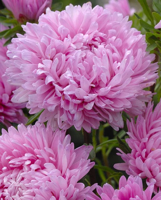 China Aster King Size Pink - West Coast Seeds - Image 2