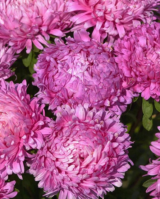 China Aster King Size Rose - West Coast Seeds - Image 2