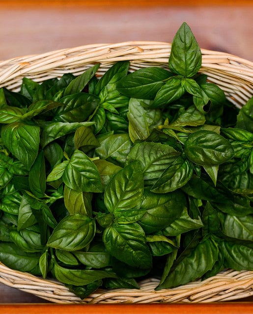 Organic Basil Nufar - West Coast Seeds - Image 2