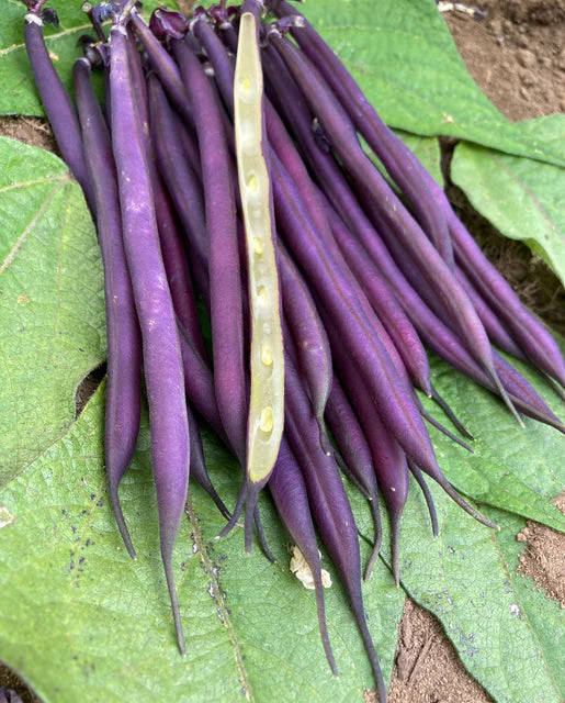 Organic Bean Celine - West Coast Seeds - Image 2