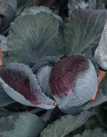 Cabbage Loredo - West Coast Seeds - Image 2