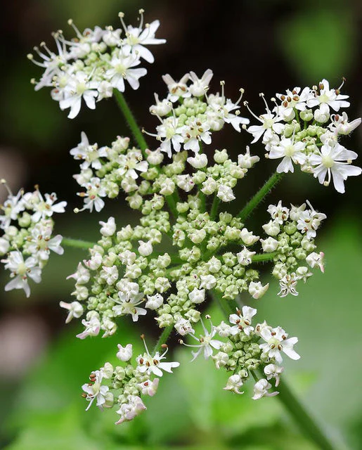 Caraway - West Coast Seeds - Image 2