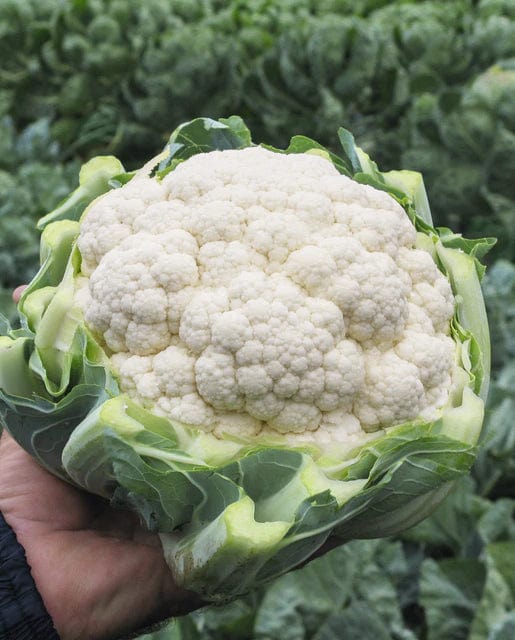Organic Cauliflower Adona F1 - West Coast Seeds - Image 2
