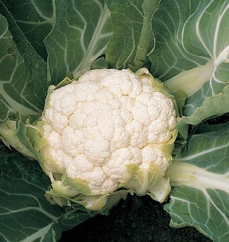 Organic Cauliflower Skywalker - West Coast Seeds - Image 3