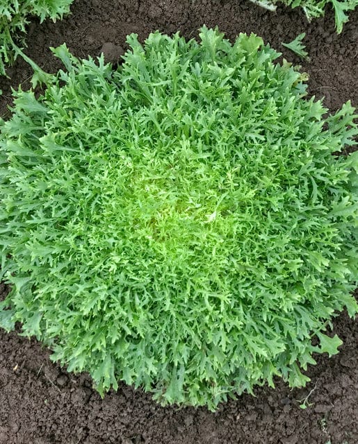 Organic Chicory Benefine - West Coast Seeds - Image 2