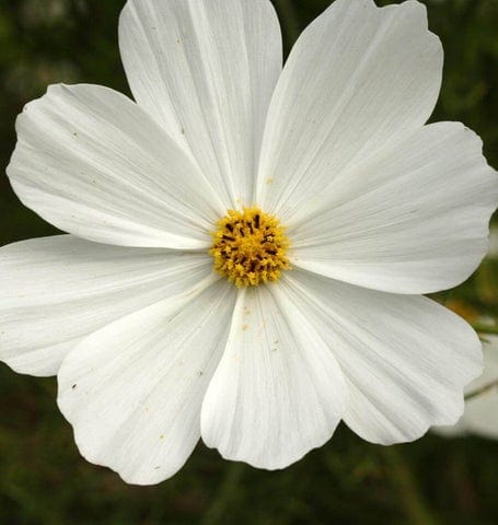 Cosmos Purity - West Coast Seeds - Image 2