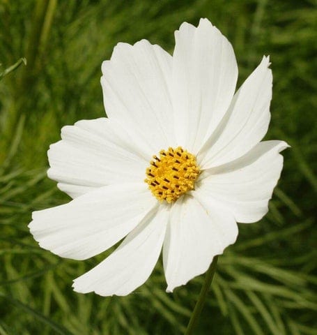Cosmos Purity - West Coast Seeds - Image 3