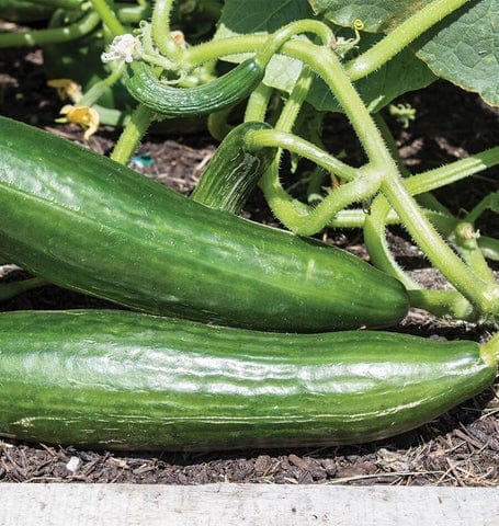Cucumber Ishtar - West Coast Seeds - Image 2