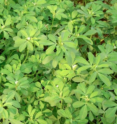 Organic Fenugreek (Methi) - West Coast Seeds Ltd - Image 3
