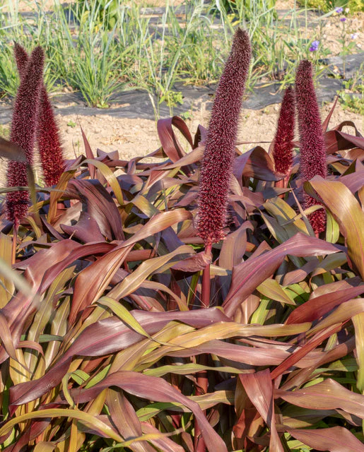 Ornamental Grass Millet Copper Prince - West Coast Seeds - Image 3