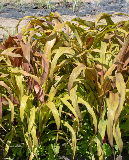 Ornamental Grass Millet Copper Prince - West Coast Seeds - Image 4